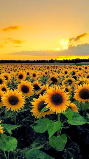 Sunflower Wallpaper 