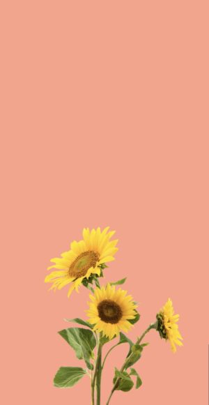 Sunflower Wallpaper Sunflower Wallpaper