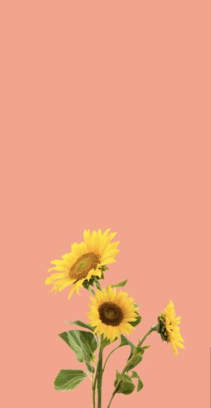 Sunflower Wallpaper 