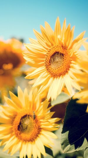 Sunflower Wallpaper 