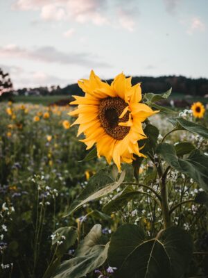 Sunflower Background 