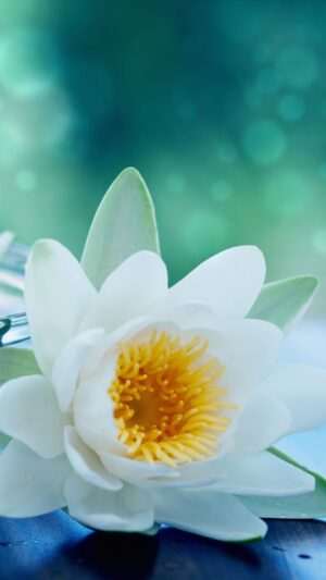 White Lotus Flower Wallpaper