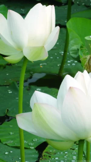 HD White Lotus Flower Wallpaper 
