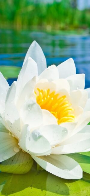 White Lotus Flower Wallpaper