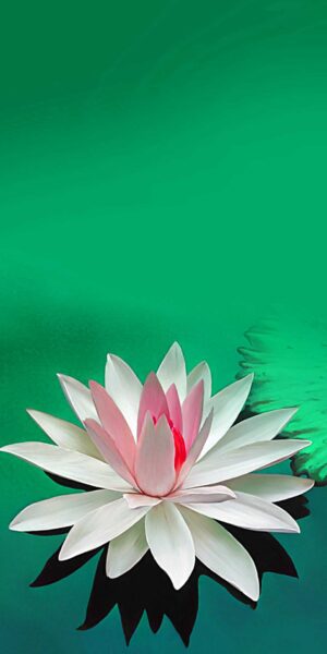 White Lotus Flower Background 