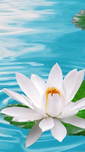 4K White Lotus Flower Wallpaper