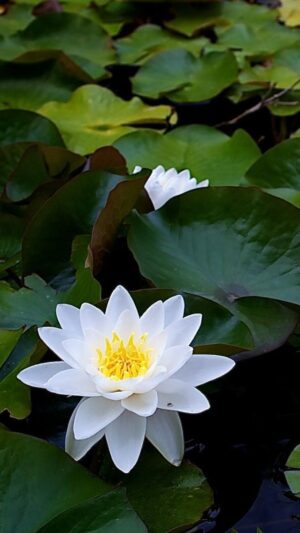 White Lotus Flower Wallpaper