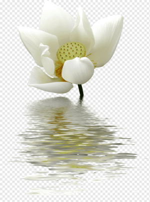 White Lotus Flower Wallpaper 