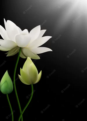 White Lotus Flower Background 