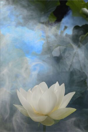 White Lotus Flower Wallpaper 