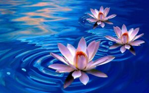 Desktop White Lotus Flower Wallpaper