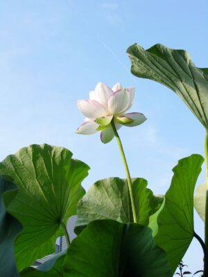 White Lotus Flower Wallpaper