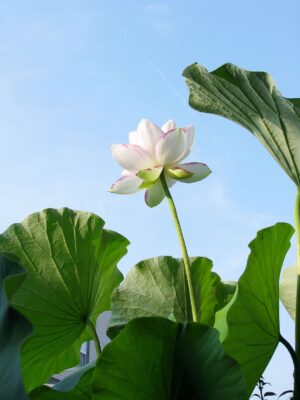 White Lotus Flower Wallpaper 