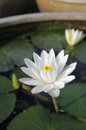 White Lotus Flower Wallpaper 