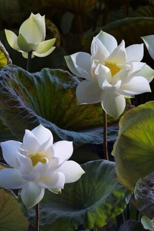 White Lotus Flower Wallpaper 