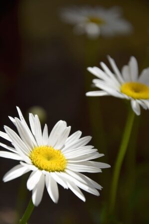 Daisy Background