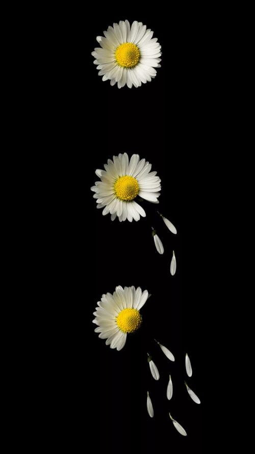 Daisy Wallpaper WhatsPaper