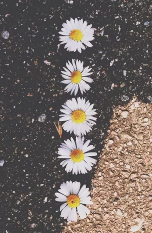 Daisy Wallpaper