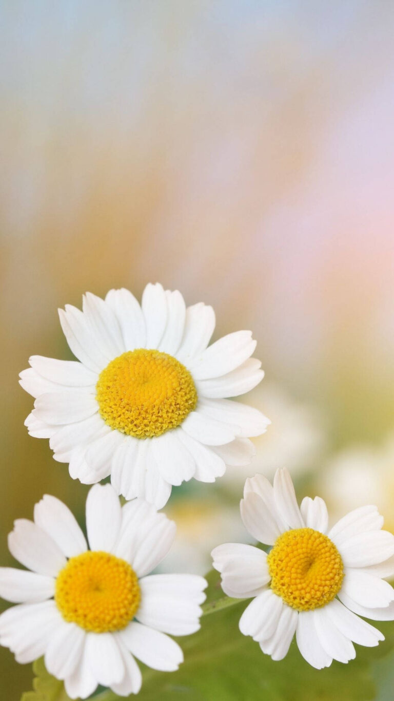 Daisy Wallpaper WhatsPaper