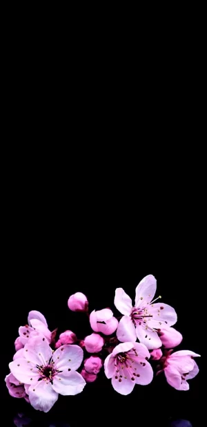 Cherry Blossom Wallpaper 