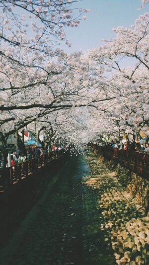 Cherry Blossom Background 