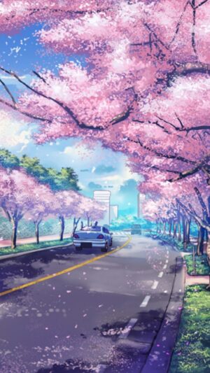 HD Cherry Blossom Wallpaper 