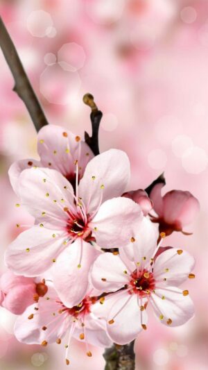 Cherry Blossom Wallpaper 