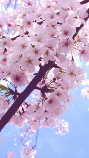 Cherry Blossom Wallpaper 