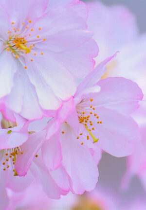 Cherry Blossom Wallpaper