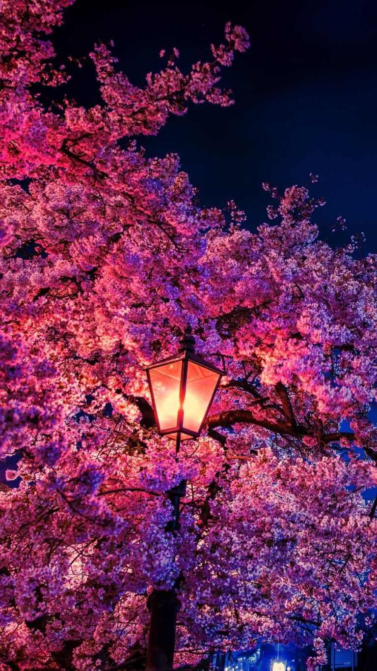 Cherry Blossom Wallpaper | WhatsPaper