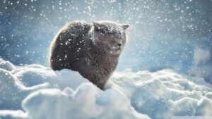 Desktop Snow Wallpaper 
