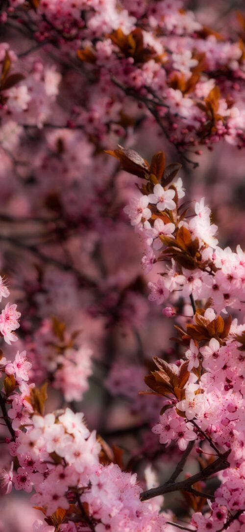 Desktop Orange Aesthetic Wallpaper WhatsPaper