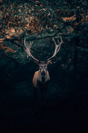 Deer Background 