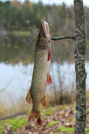 Fishing Wallpaper 