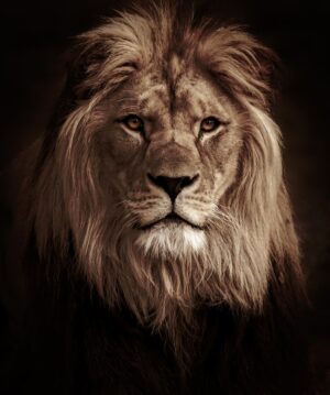 4K Lion Wallpaper 