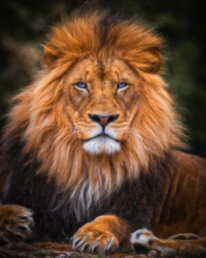 HD Lion Wallpaper 