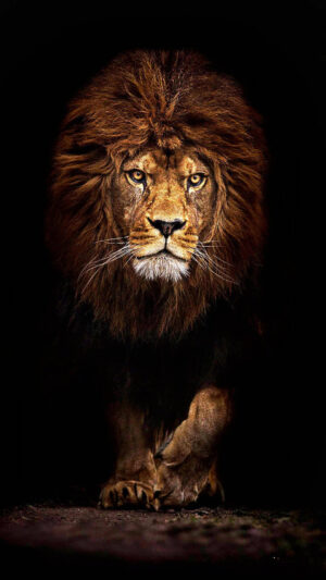 Lion Wallpaper 