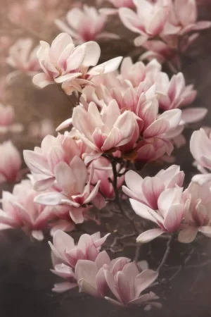 Magnolia Wallpaper 