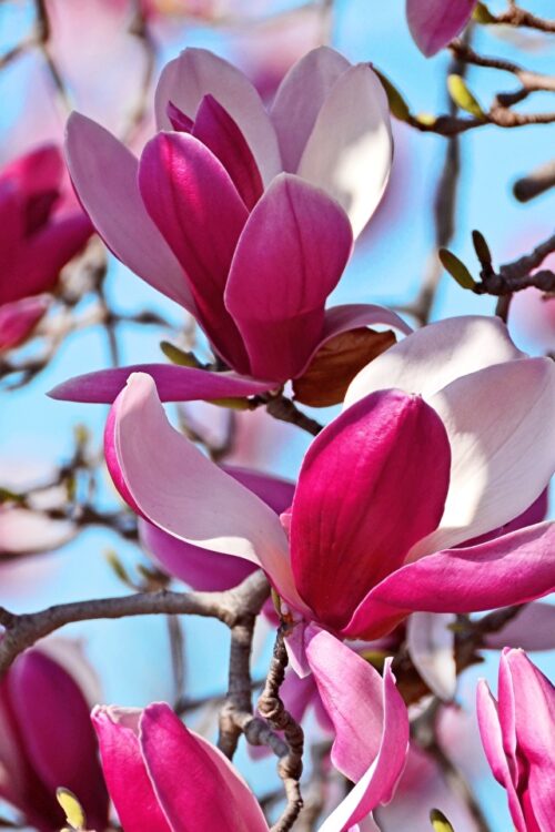 Magnolia Wallpaper | WhatsPaper