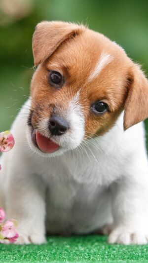 HD Puppy Wallpaper 