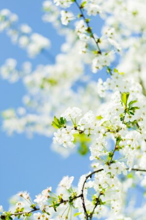 Spring Background