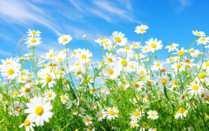 Desktop Spring Wallpaper