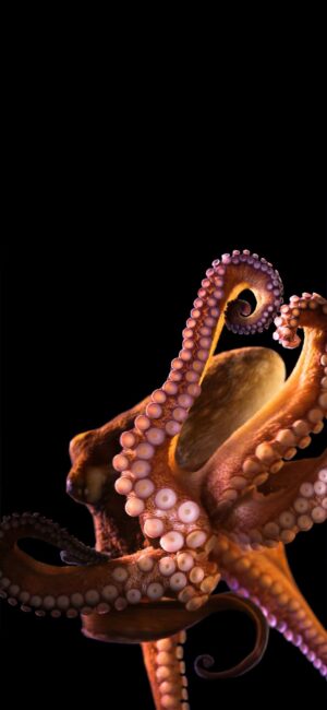 Cute Cuttlefish Wallpapers APK for Android Download
