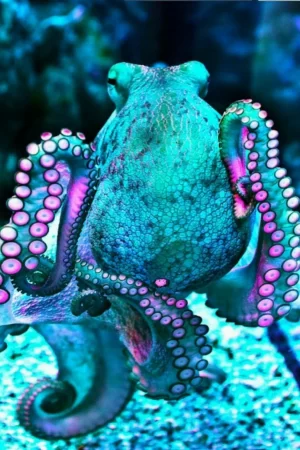Octopus Wallpaper 