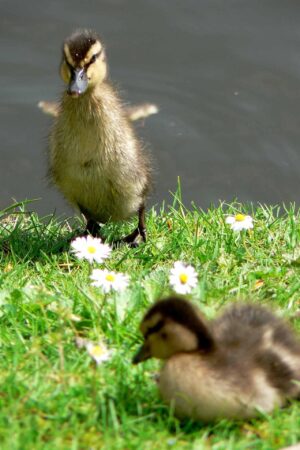 Duck Background 