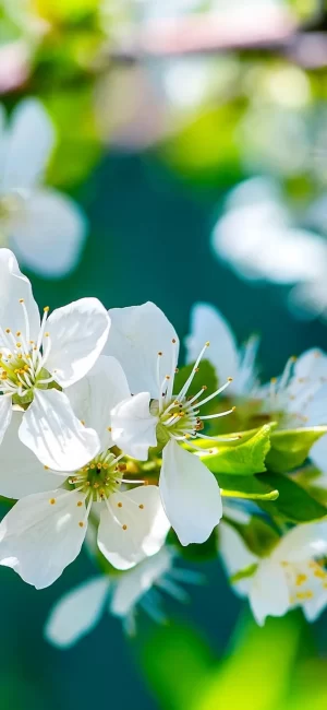 Flower Background 