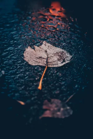 Rain Wallpaper