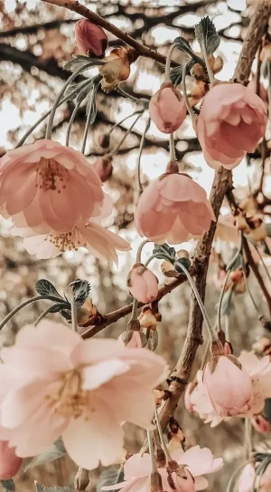 Spring Wallpaper