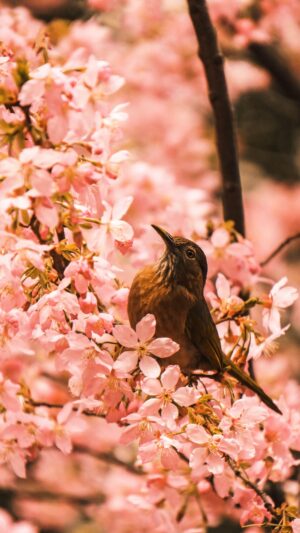 4K Spring Wallpaper 