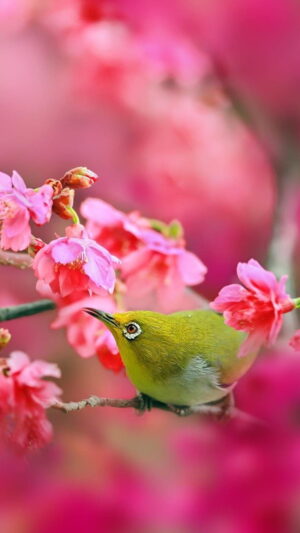 Spring Wallpaper 